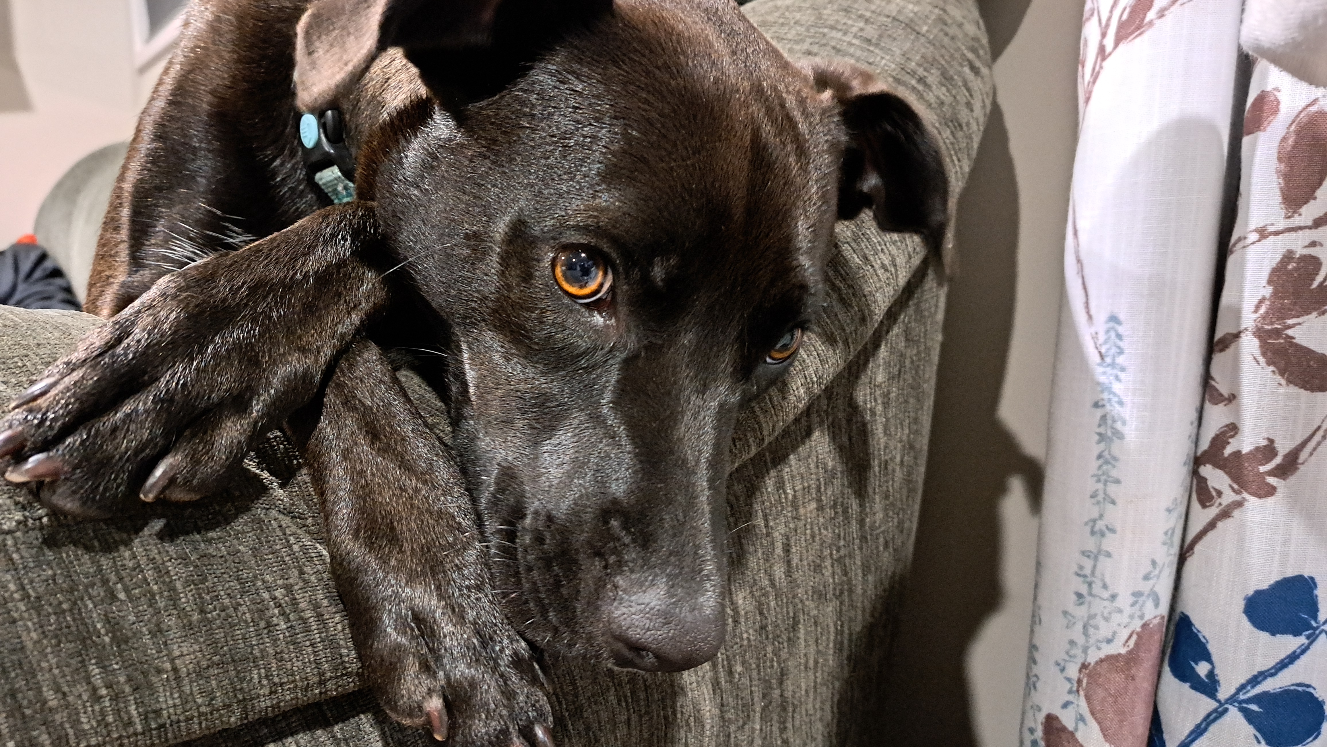 Rosie the dog sitting comfortably