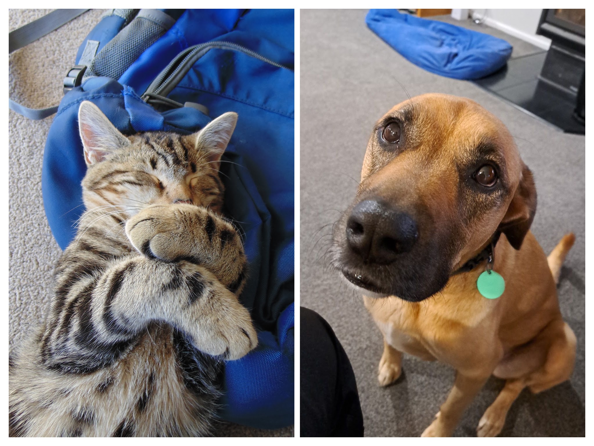 Tiger the cat and Jess the dog